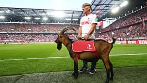 Köln'ün sembolü keçi Hennes